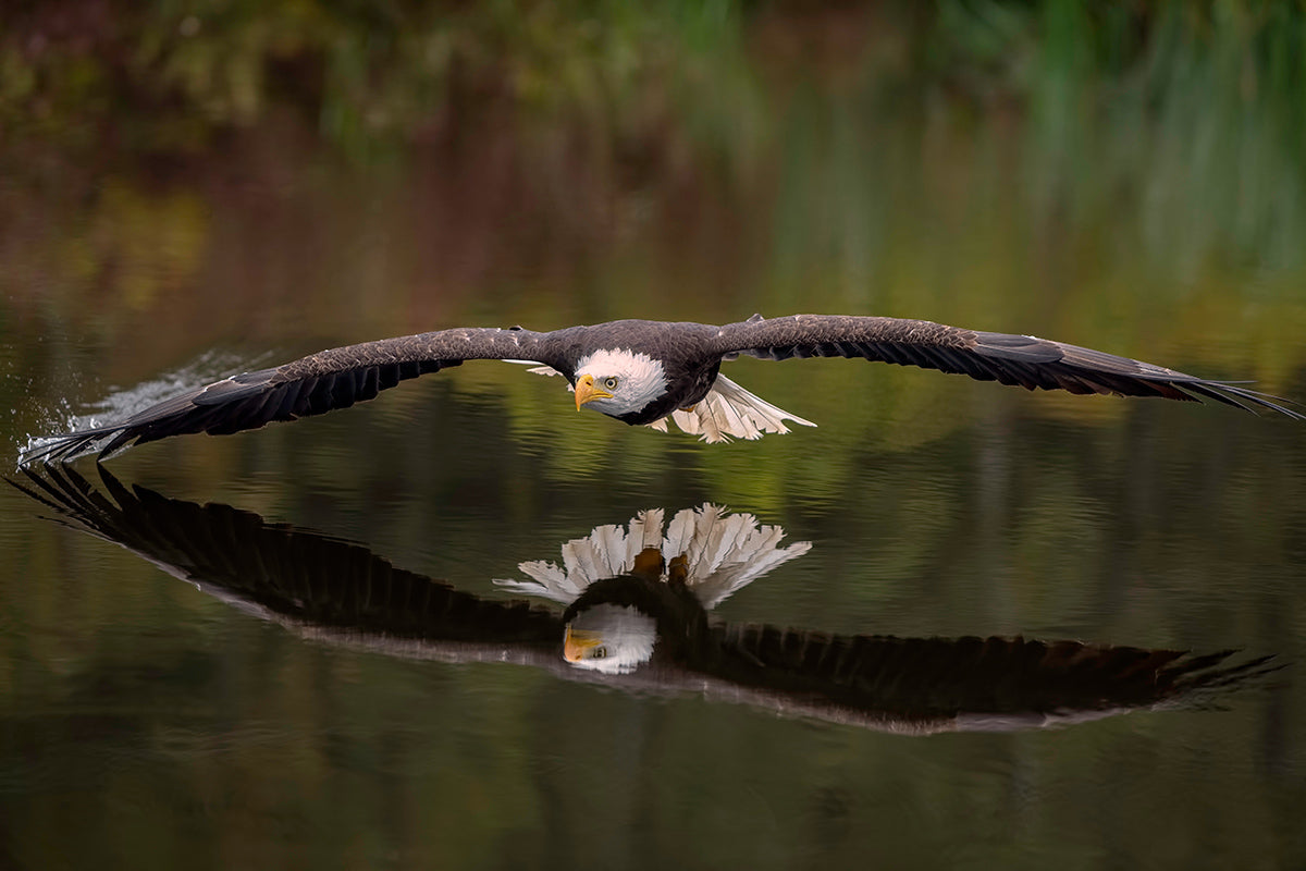 A Bald Eagle soars just inches off the water to catch its prey.