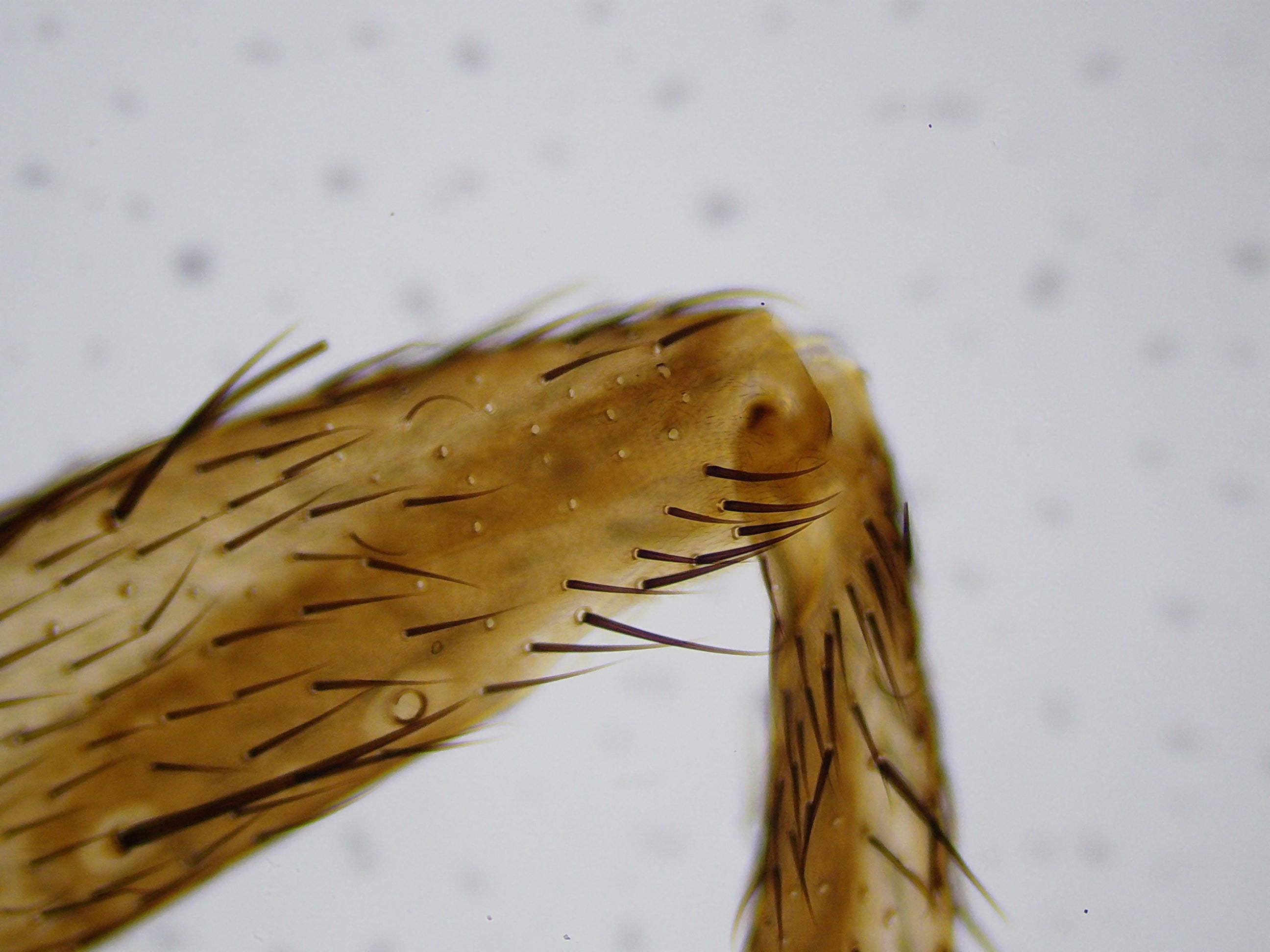 Microscopio LCD National Geographic 40x-1600x