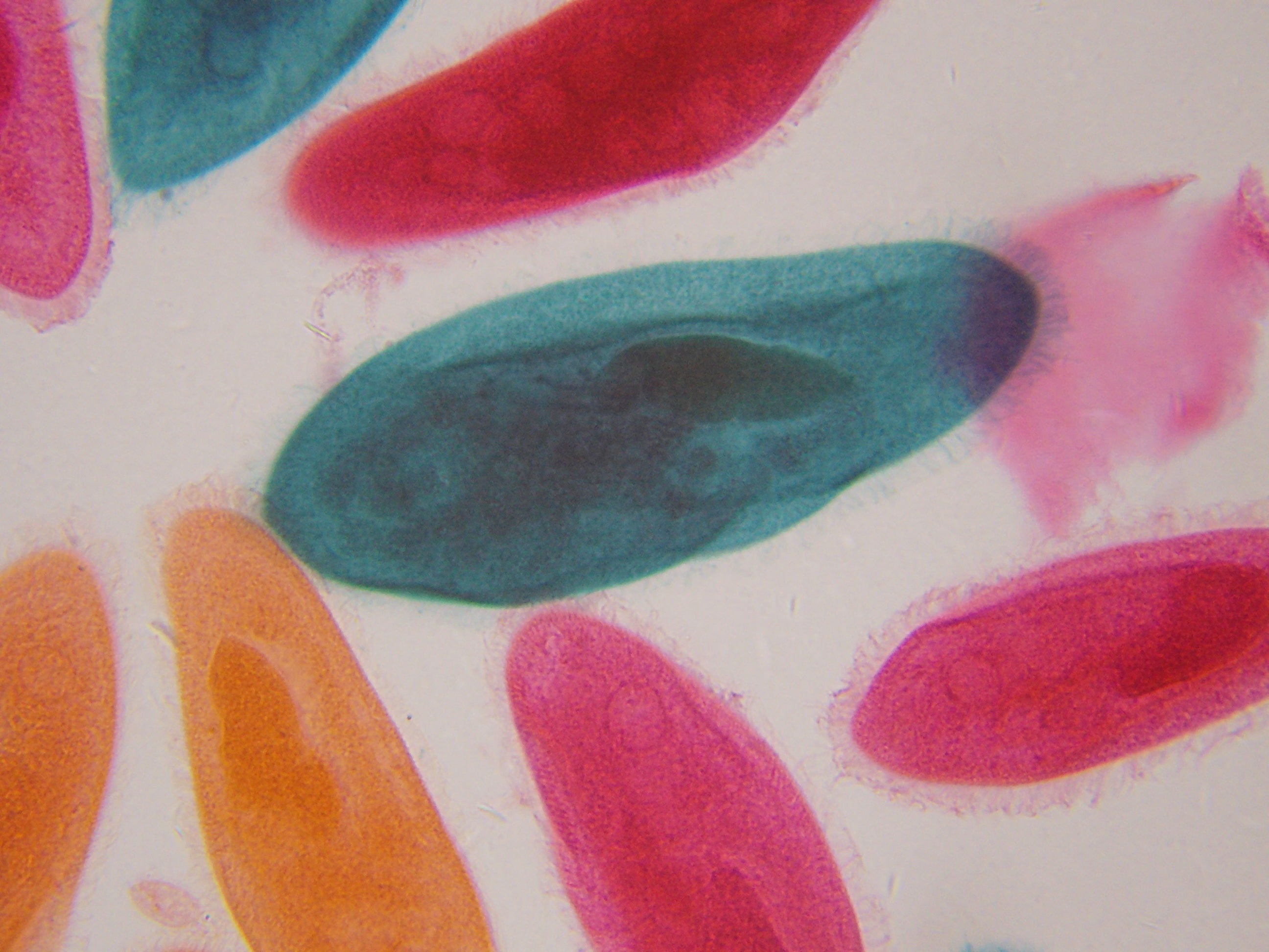 Microscopio LCD National Geographic 40x-1600x