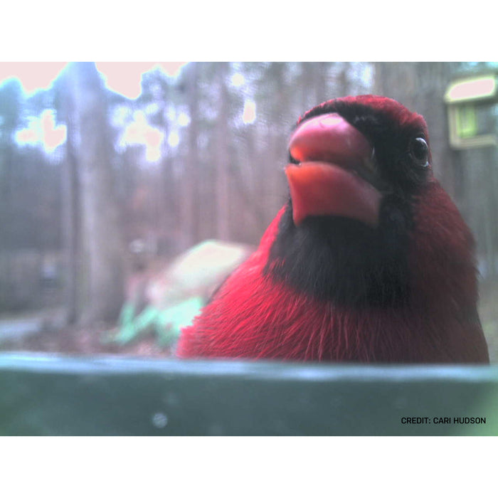 Bresser Bird Feeder Camera
